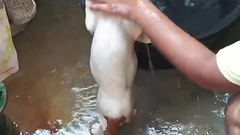 Girl taking care of her cat