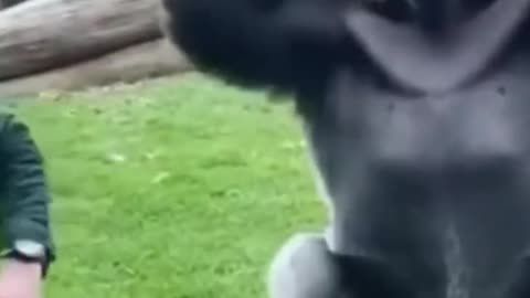 Trick is PRICELESS Gorilla's Reaction to Magic! 🦍😲.mp4