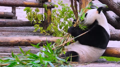 ULTRA HD Wild Animals