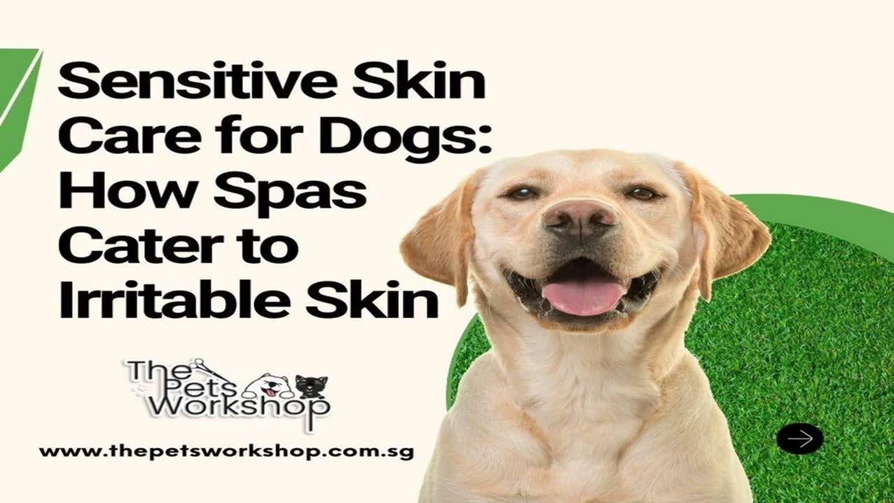 Gentle Grooming Techniques for Pets with Skin Sensitivities:-The Pets Workshop