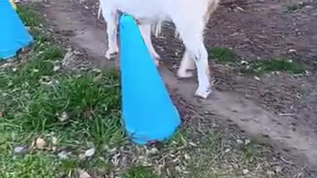 冬休み明けの山羊さん