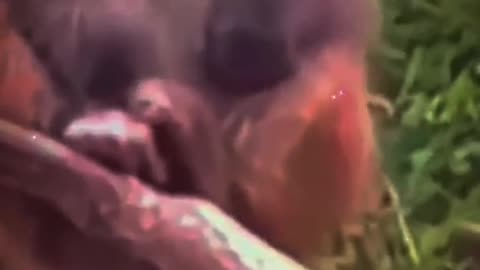 Pets That Will Make You Laugh/ Hilarious Pet/ Cutest Moments Ever 😂🐶 #Shorts