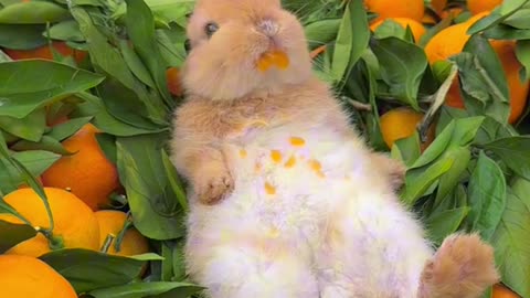 Cute rabbit enjoying eating oranges