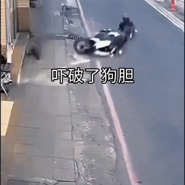 Funny video funny moment of dog falling video 2025 skc.com 120