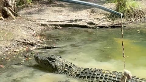 Feeding A Large Crocodile