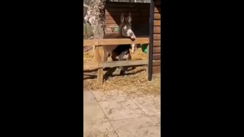 Some funny moments of animals