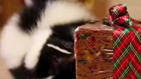 🎁🐾 My Pet Inspected the Christmas Gift VERY Carefully… Like a Tiny Detective 😂🎄