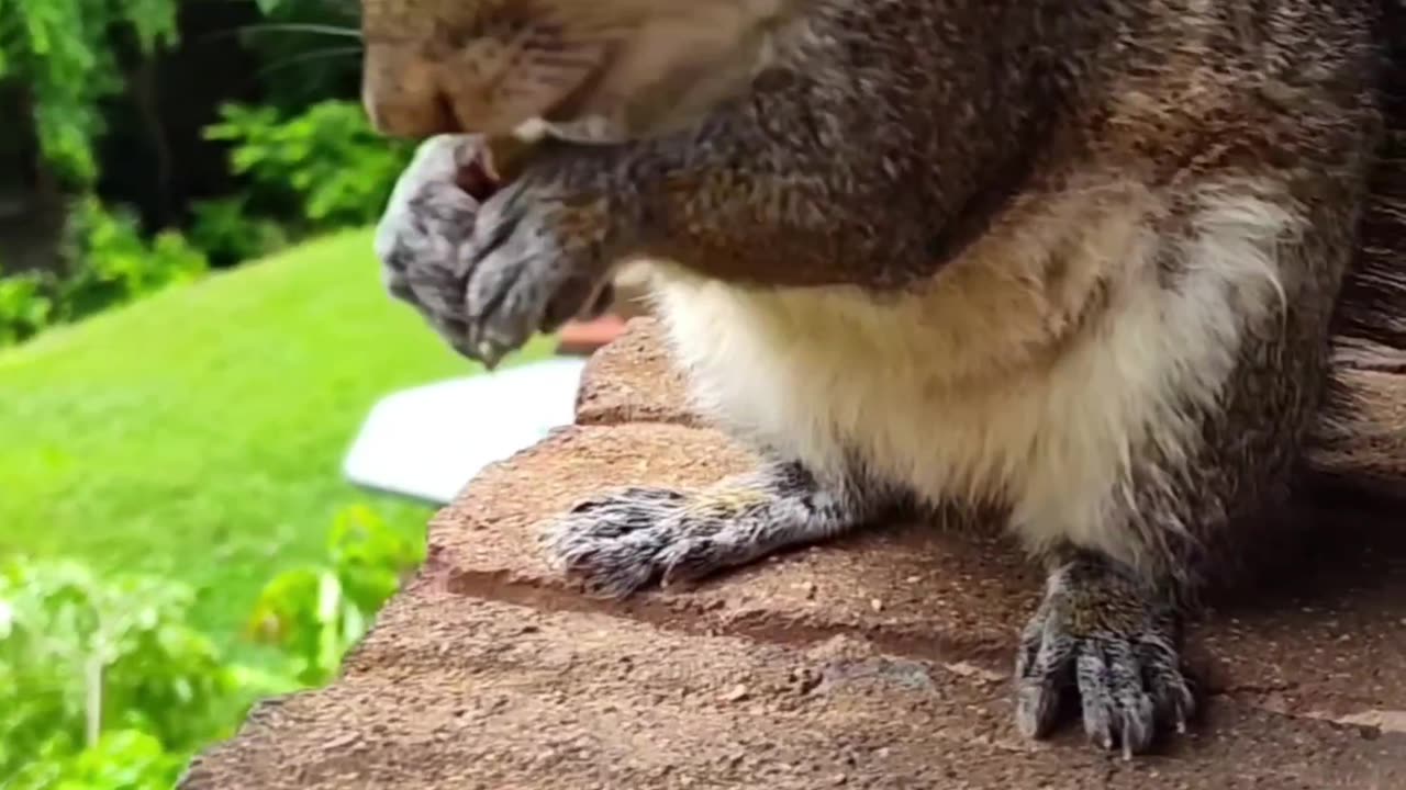 Cute and adorable squirrel/Funny and cute animals