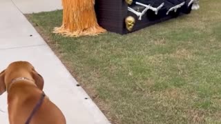 😂🤝 You Won't Believe How This Dog Meets New Friends! | FunFM