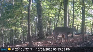 The Woods – 10/09/2025