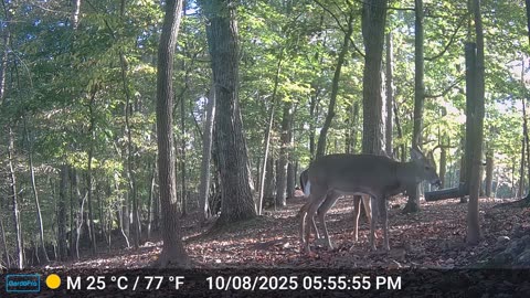 The Woods – 10/09/2025