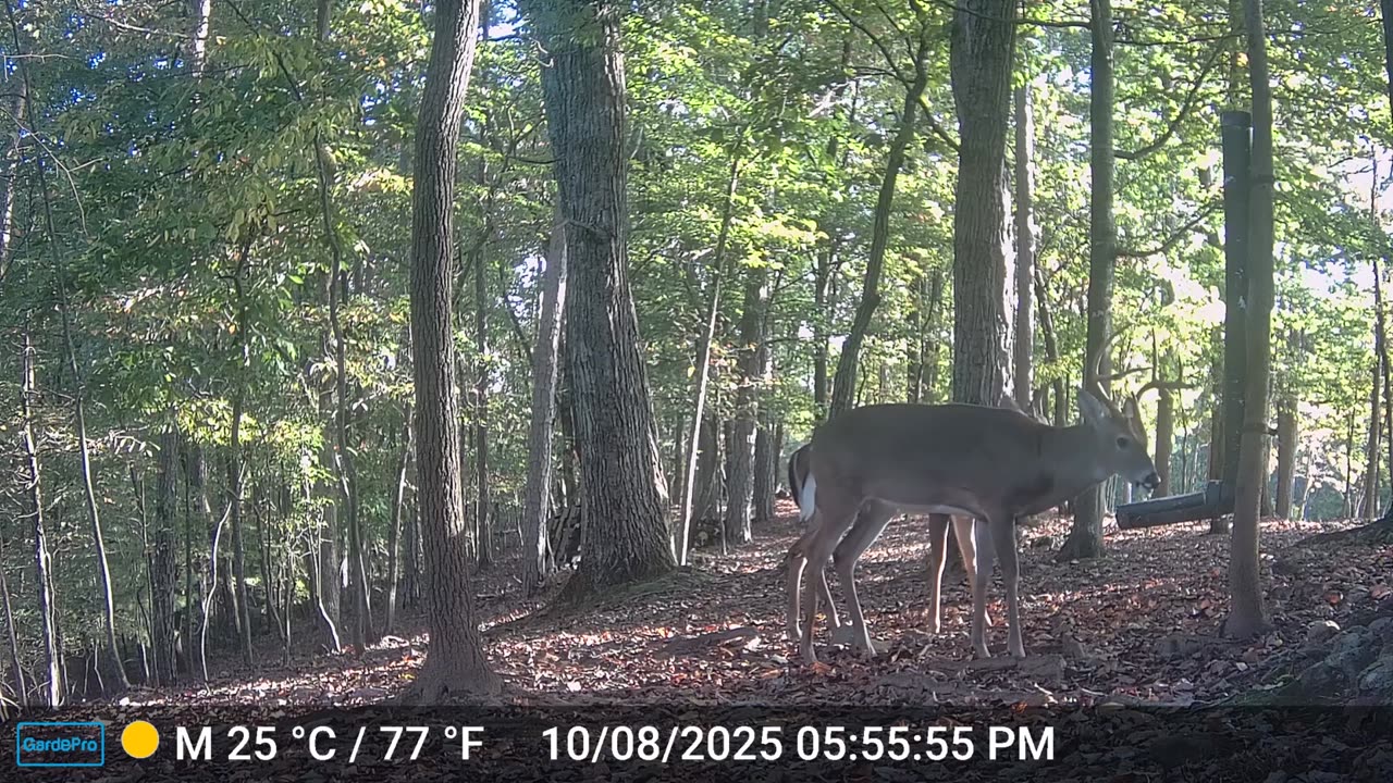 The Woods – 10/09/2025