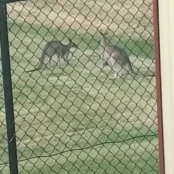 Kangaroo diaries only in Australia 🇦🇺