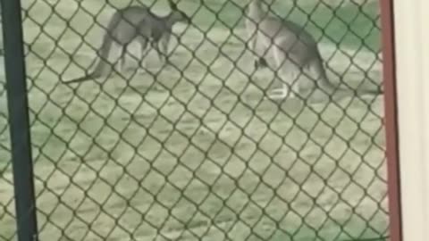 Kangaroo diaries only in Australia 🇦🇺 