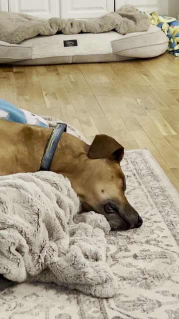 Dreaming Dog Inhales For Loud Snores