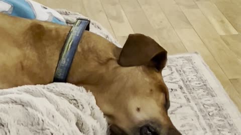 Dreaming Dog Inhales For Loud Snores