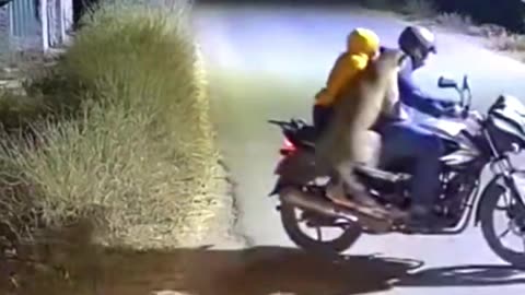 Leopard attack #tigerspotted #lionattack