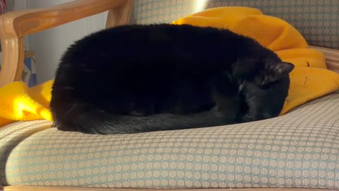 Cute Precious Piper Demonstrates the Perfect Loaf - My Adopted Shelter Cat Vlog