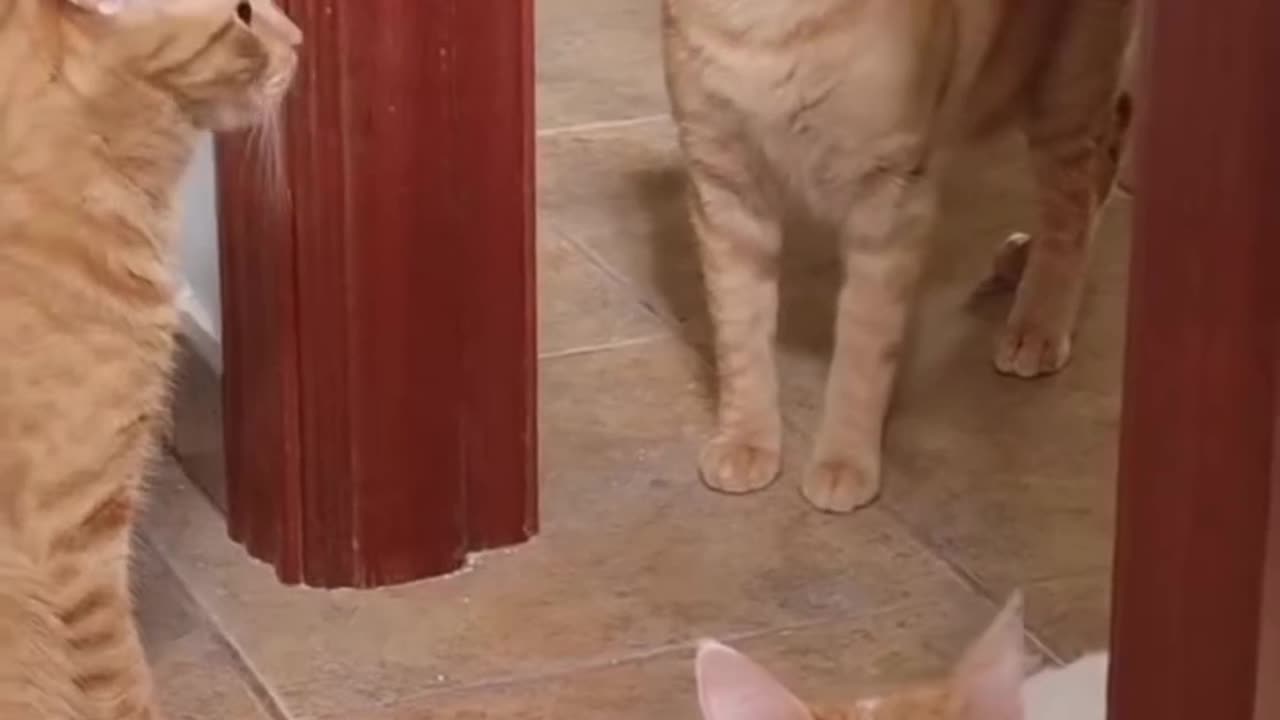 Funny video