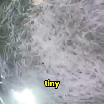 This Bizarre Machine Counts THOUSANDS of Eels in SECONDS!