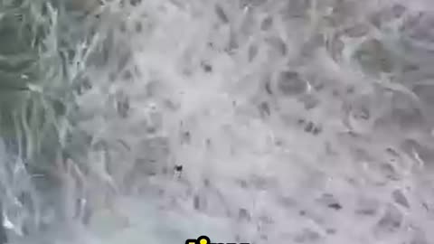 This Bizarre Machine Counts THOUSANDS of Eels in SECONDS!