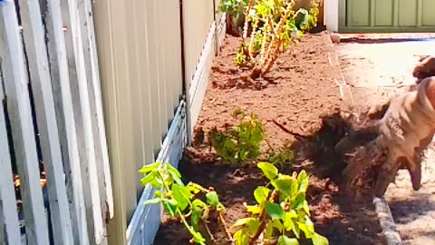 🌼 How to Mulch a Rose Garden in 41°C (105°F)