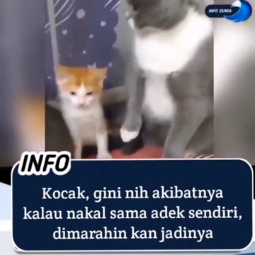 Funny Cat Video 68 - This cat is angry with his little brother