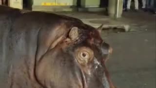 Hipopótamos paralizan el tráfico en Sudáfrica