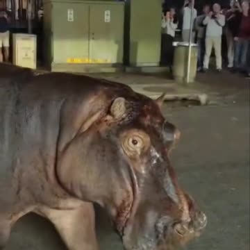 Hipopótamos paralizan el tráfico en Sudáfrica