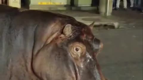 Hipopótamos paralizan el tráfico en Sudáfrica