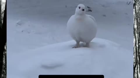 😨👻 The Ghostly Figure That Will Haunt Your Dreams! | TheHauntingHour