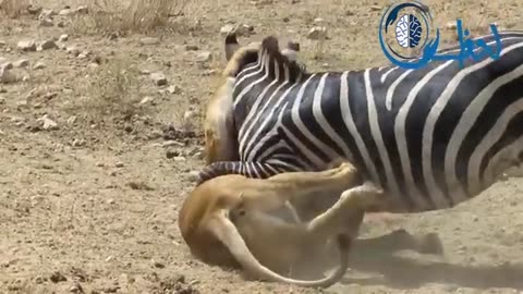 animals