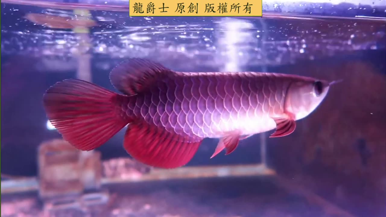 【龍爵士】千問千答 Q235 飼料跟活餌的頻率要怎麼調配