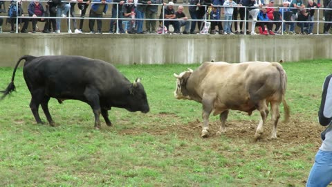 Ruško od Sarajlića vs Garći od Serdarća Kutanja 2025