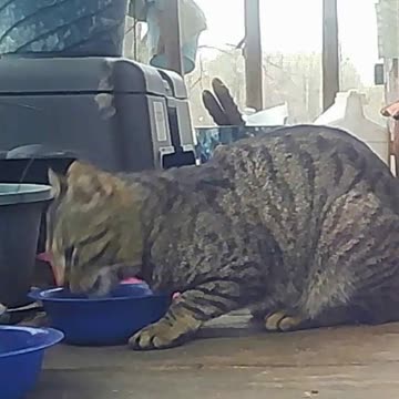 EA S188 - Thirsty Bright Eyes