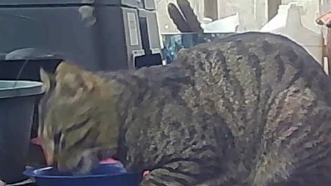 EA S188 - Thirsty Bright Eyes