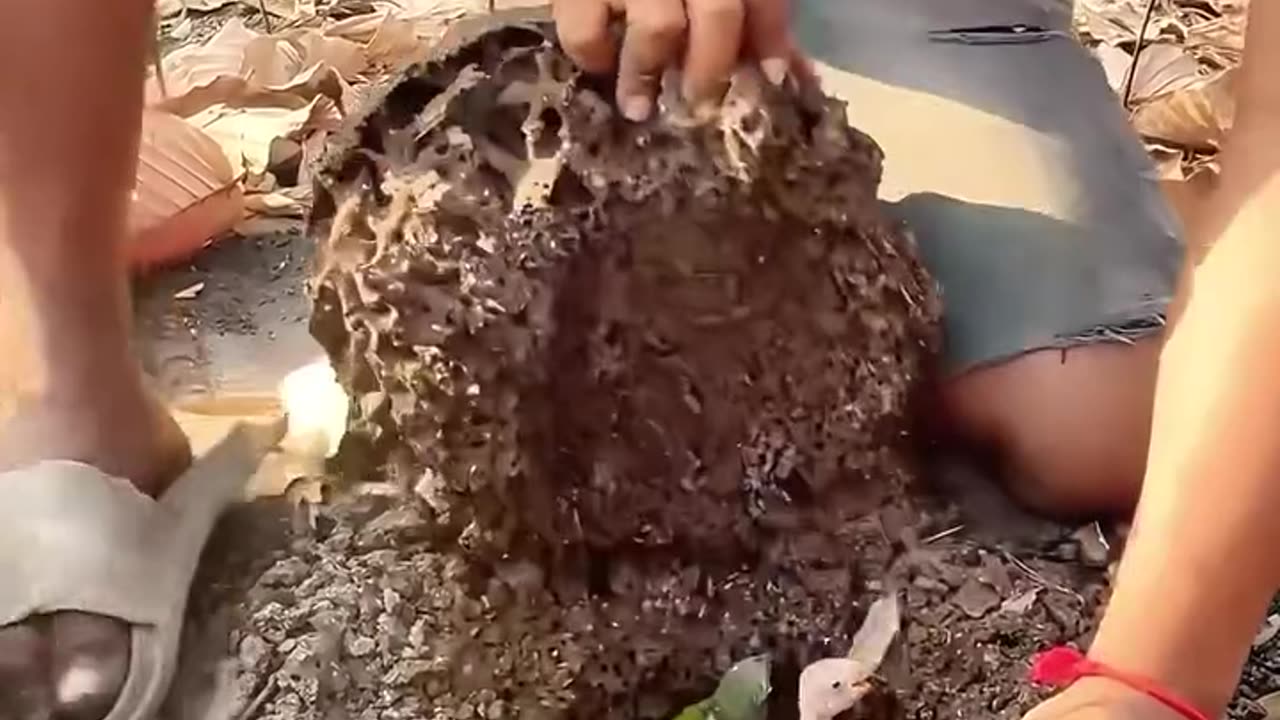 A man adopted lost baby parrots
