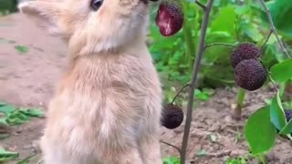 Dogs and cats making friends with other animals—it’s a whole furry squad!