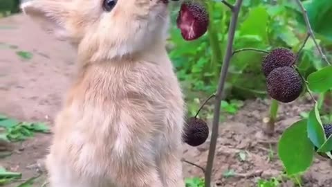 Dogs and cats making friends with other animals—it’s a whole furry squad!
