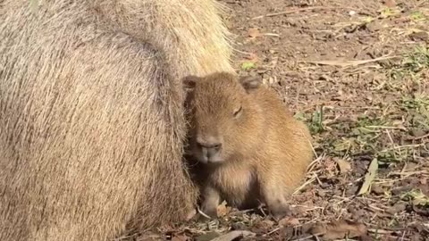 Tupi's ear wiggles are even cuter in slow motion! ❤️😍