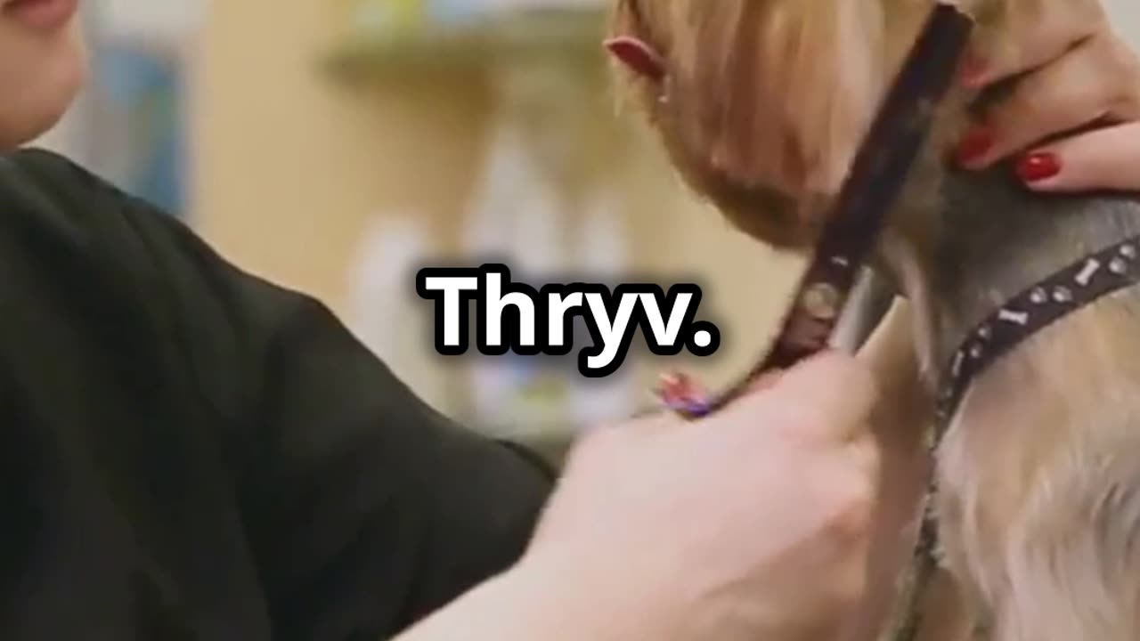 Unleash Your Pet Services Business with Thryv: Simplify and Succeed