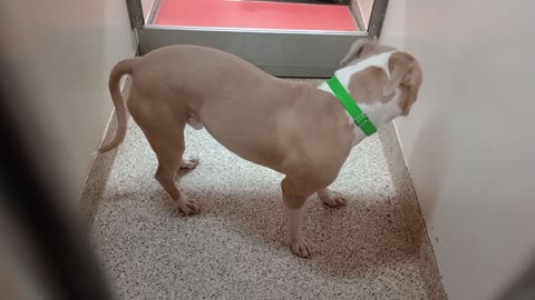 Koa 1y A865646 kennel 177 PACC shelter gave her yummies She may have vision problems2025120743