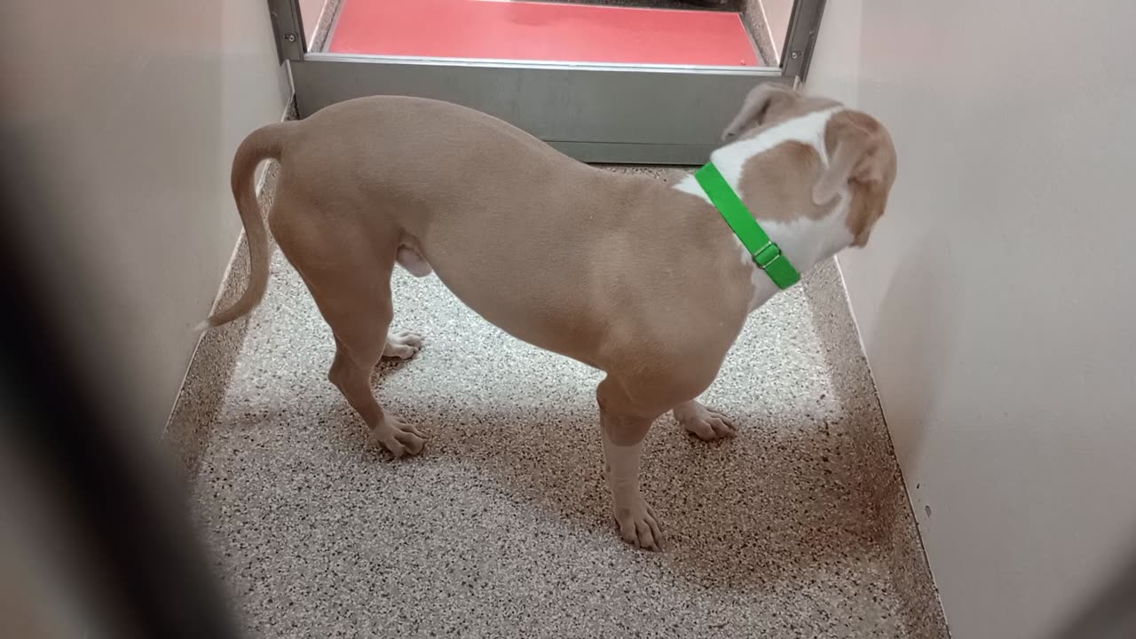 Koa 1y A865646 kennel 177 PACC shelter gave her yummies She may have vision problems2025120743