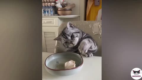 Funny Cat Videos That Will Make You Laugh