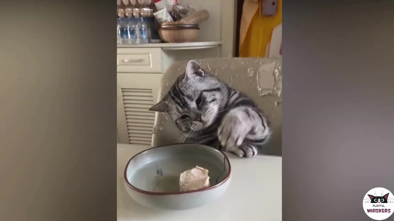 Funny Cat Videos That Will Make You Laugh