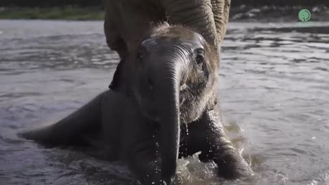 Top ten baby elephants at play #elipente