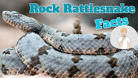 They Won't Tell You These Baffling Rock Rattlesnake Facts!