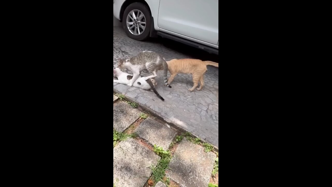 cats fighthing