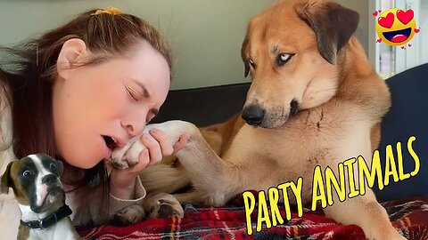 This is why animals are the BEST | Funniest Animal Videos Of Week | Funny Animals