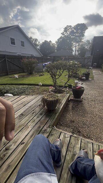 Chicken paradise | day 39